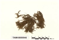 藏品(軟枝綠鋸苔)的圖片